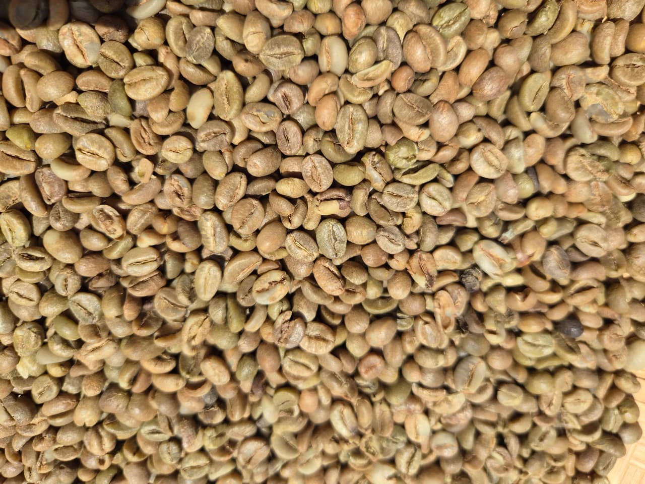 Screen 16 coffee beans