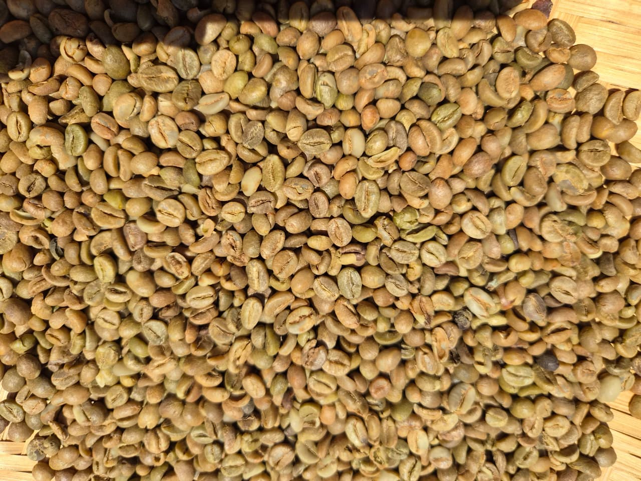 Screen 18 coffee beans